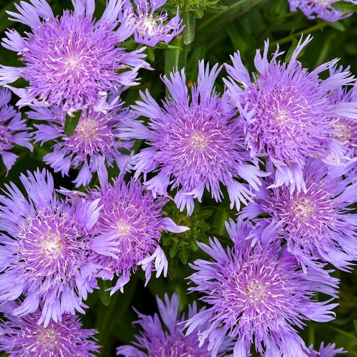 Stokesia Totally Stoked Riptide