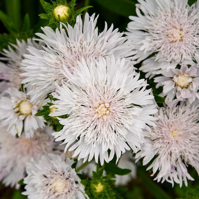 Stokesia Totally Stoked Whitecaps