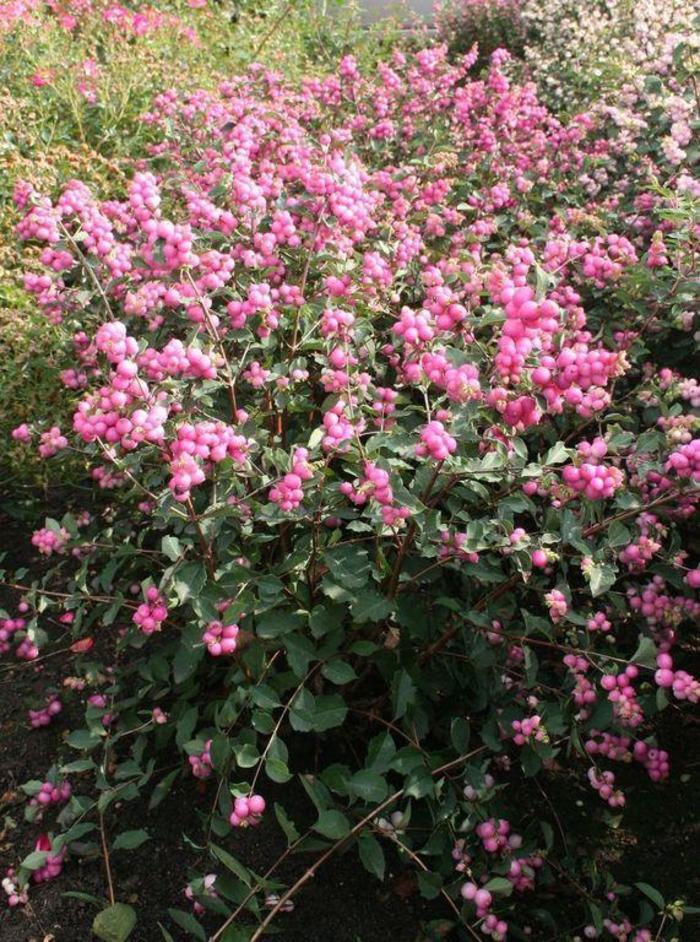 Symphoricarpos x doorenbosii Candy™ PP20931