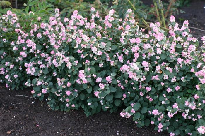 Symphoricarpos x doorenbosii Pinky Promise® USPPAF