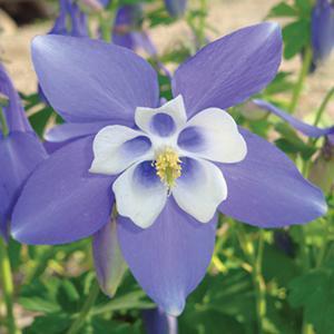 Aquilegia x hybrida Spring Magic® Blue & White
