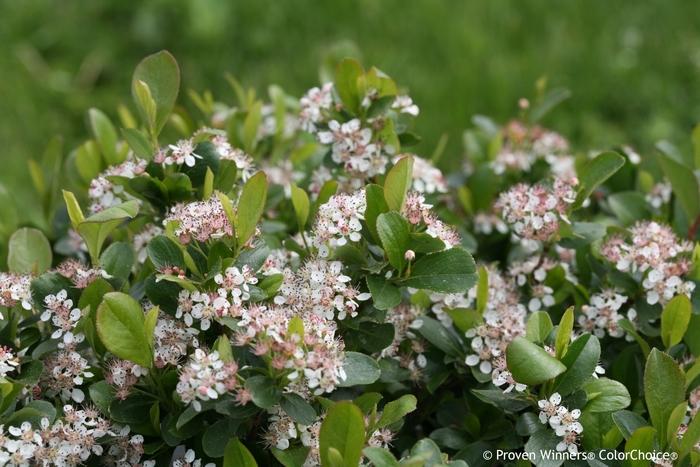 Aronia melanocarpa Low Scape Mound® PP28789