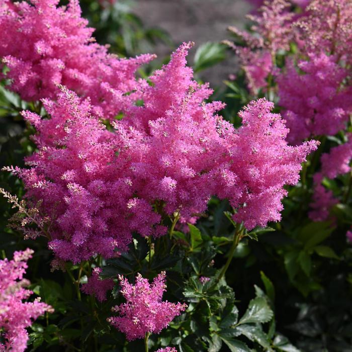 Astilbe X Music™ Honky Tonk PP25382