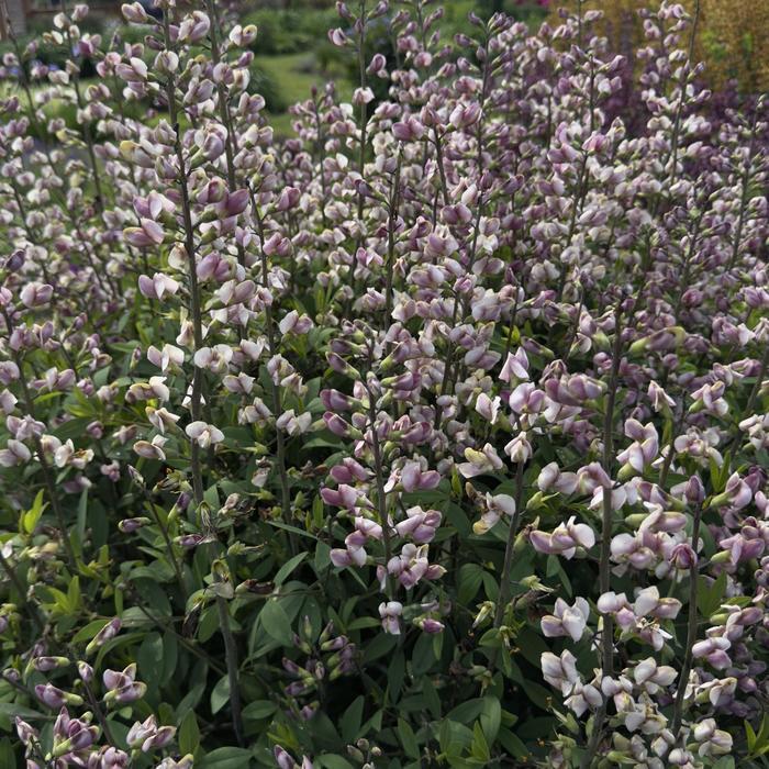 Baptisia Plum Rosy