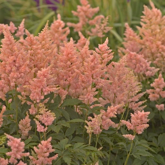Astilbe rosea Peach Blossom