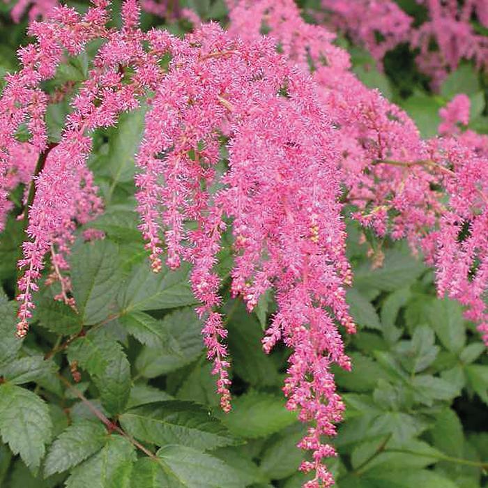 Astilbe thunbergii Straussenfeder