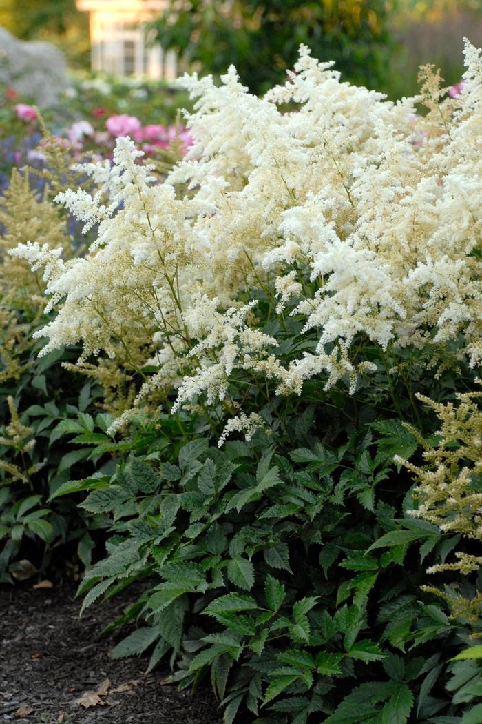 Astilbe x arendsii Deutschland