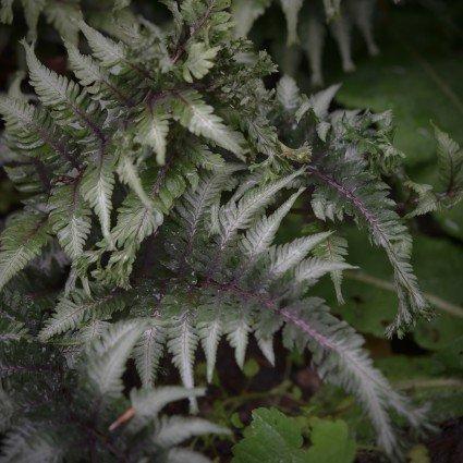 Athyrium niponicum Apple Court