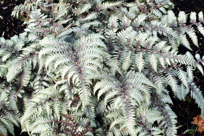 Athyrium niponicum Silver Falls