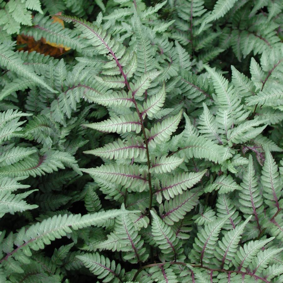 Athyrium nip. pictum Pearly White