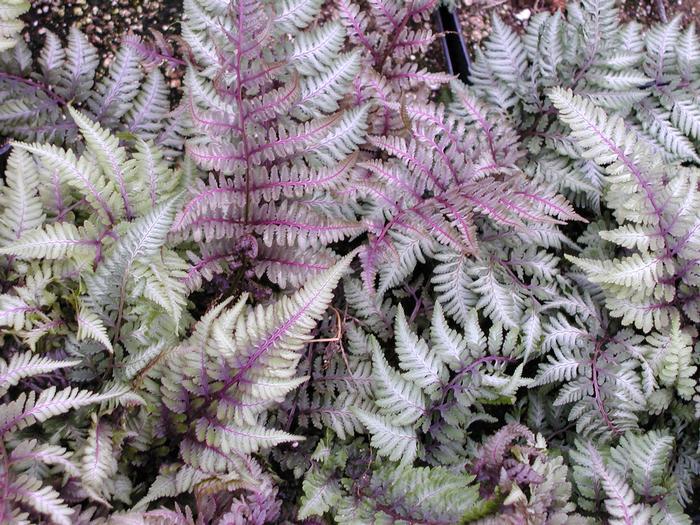 Athyrium nip. pictum Regal Red