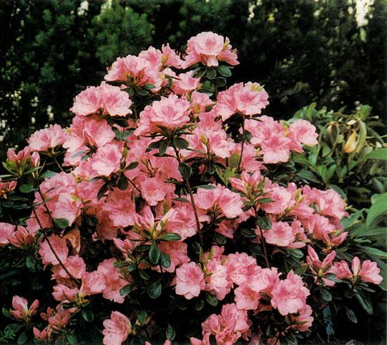 Azalea Evergreen Blaauw's Pink