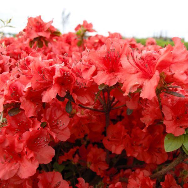 Azalea Evergreen Girard Hot Shot