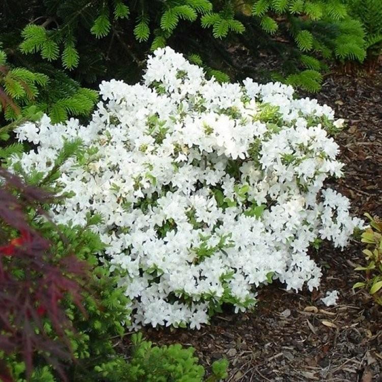 Azalea Evergreen Gir. Pleasant White