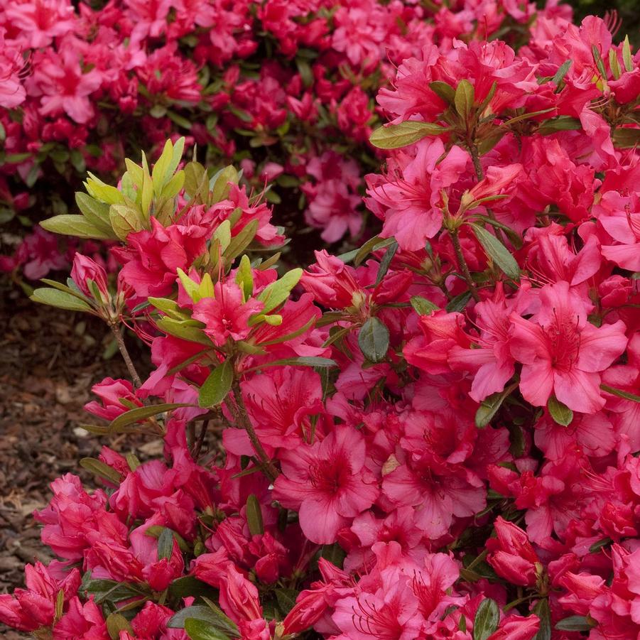 Azalea Evergreen Girard's Rose