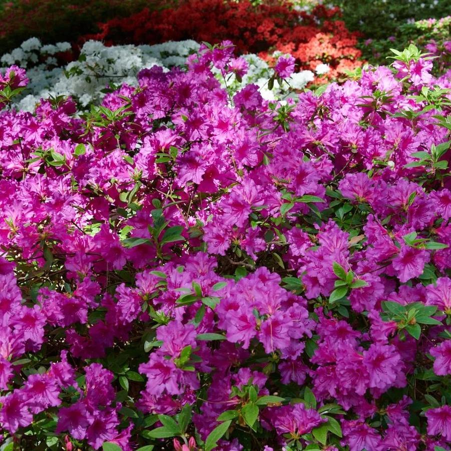 Azalea Evergreen Purple Splendor