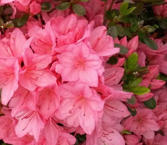 Azalea Evergreen Tradition