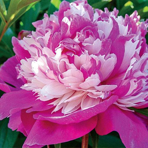 Paeonia lacttiflora Celebrity
