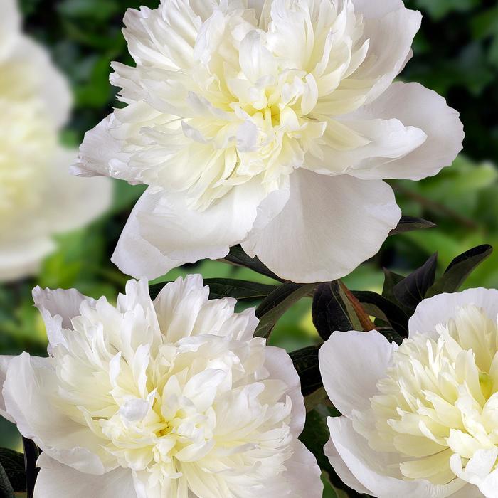 Paeonia lacttiflora Duchesse De Nemours