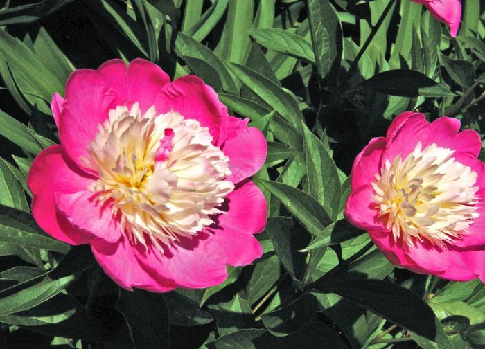 Paeonia lacttiflora Gay Paree