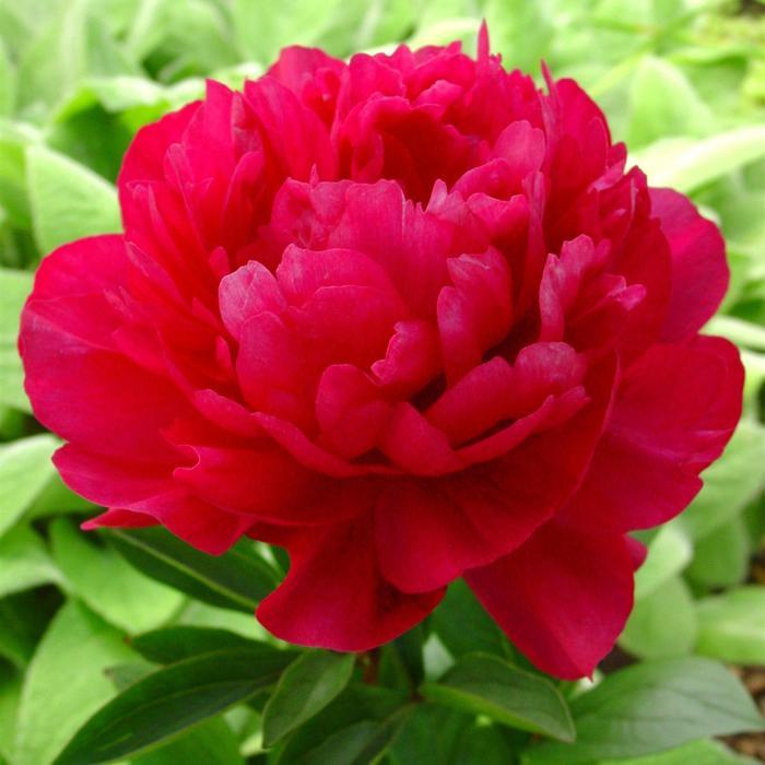 Paeonia lacttiflora Red Sarah Bernhardt