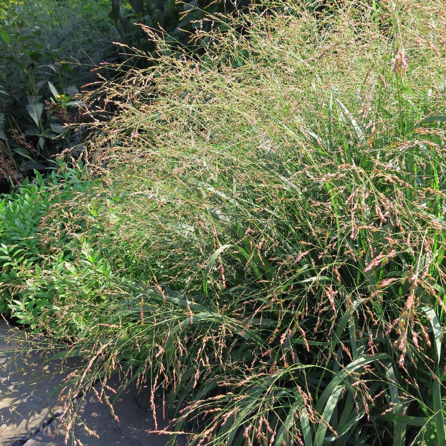 Panicum virgatum Cape Breeze