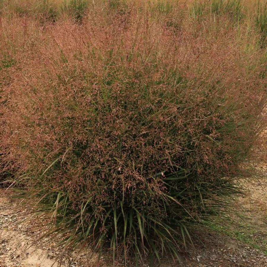 Panicum virgatum Dream Catcher® Tumbleweed®