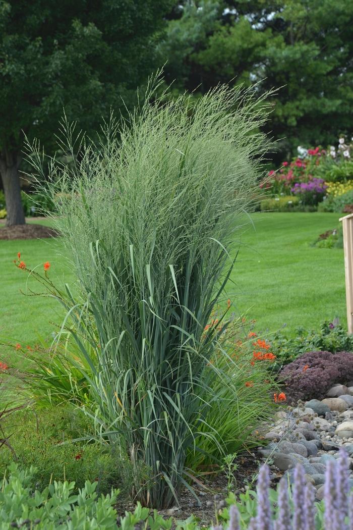 Panicum virgatum Prairie Winds® Totem Pole