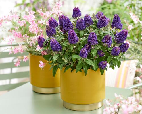 Buddleia Little Rockstars Purple