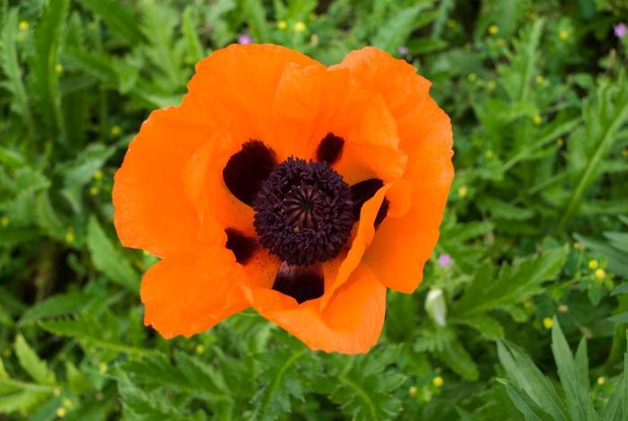 Papaver orientalis Prince of Orange
