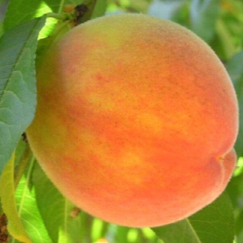 Peach Semi-Dwarf Early Elberta