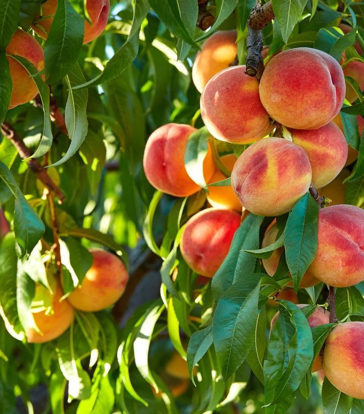 Peach Semi-Dwarf Frost Peach