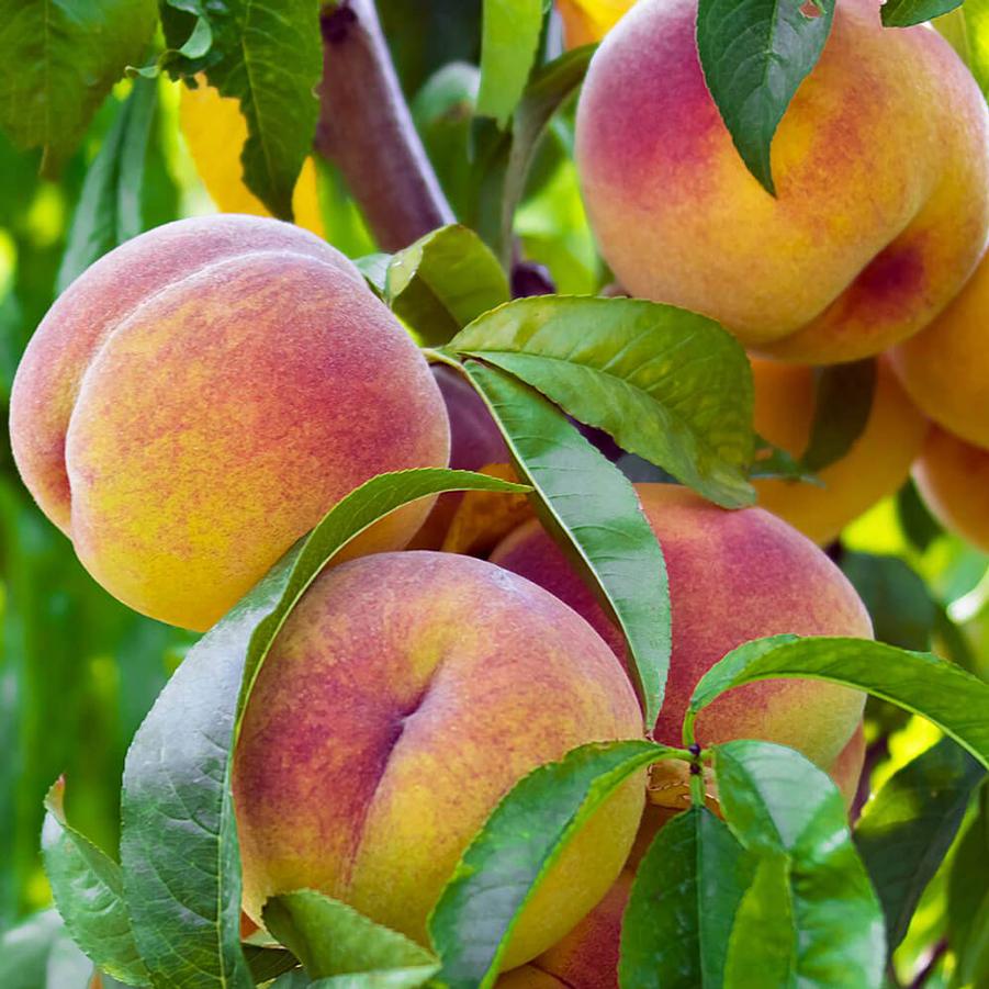 Peach Semi-Dwarf Hale Haven