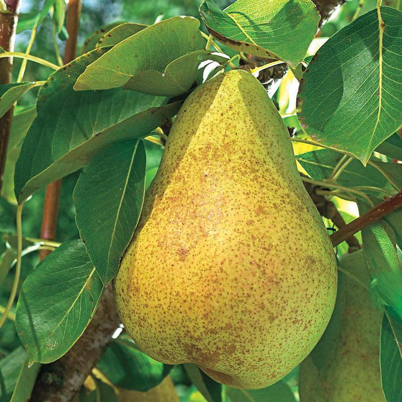 Pear Semi-Dwarf Keiffer