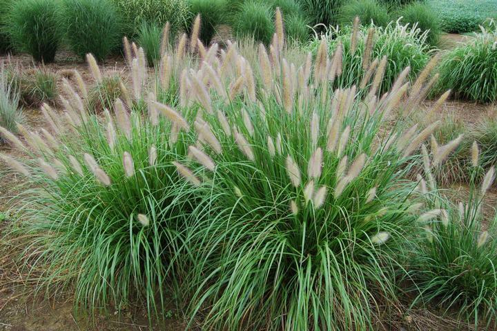 Pennisetum alopalopecuroides Etouffee™ PP31062