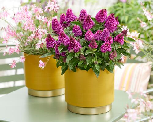 Buddleia Little Rockstars Red