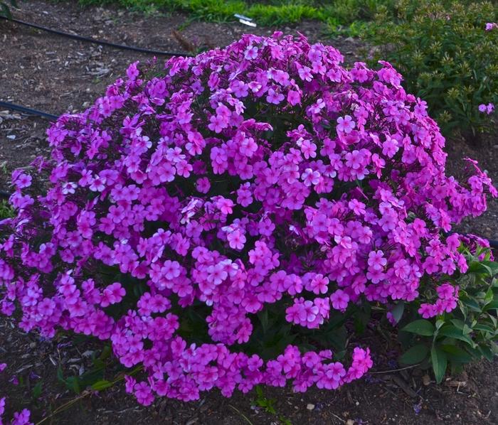 Phlox Cloudburst