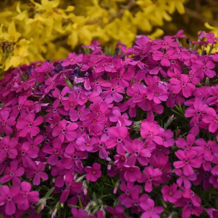 Phlox Mountainside® Majestic Magenta PP33006