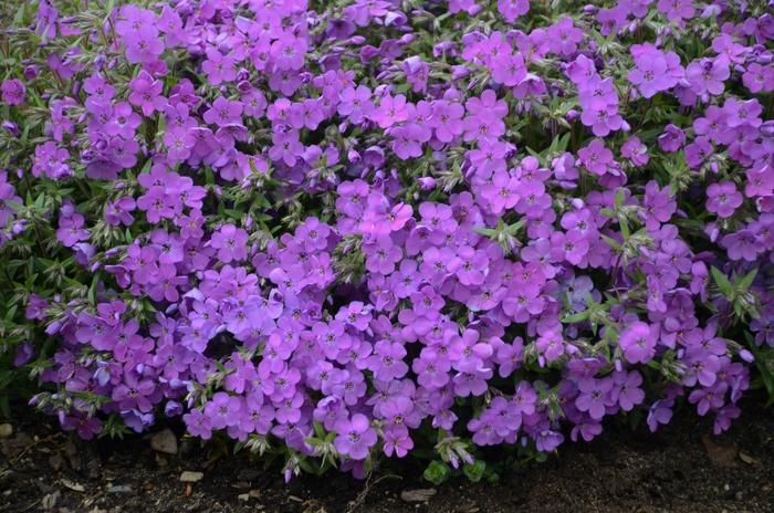 Phlox Purple Sprite