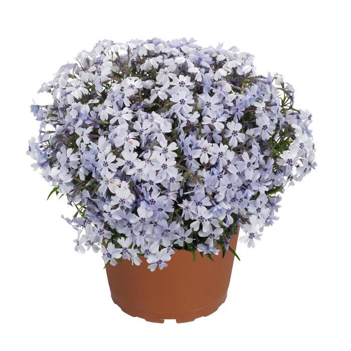 Phlox Spring® Blue