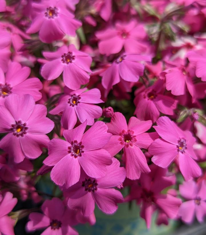 Phlox Spring® Hot Pink