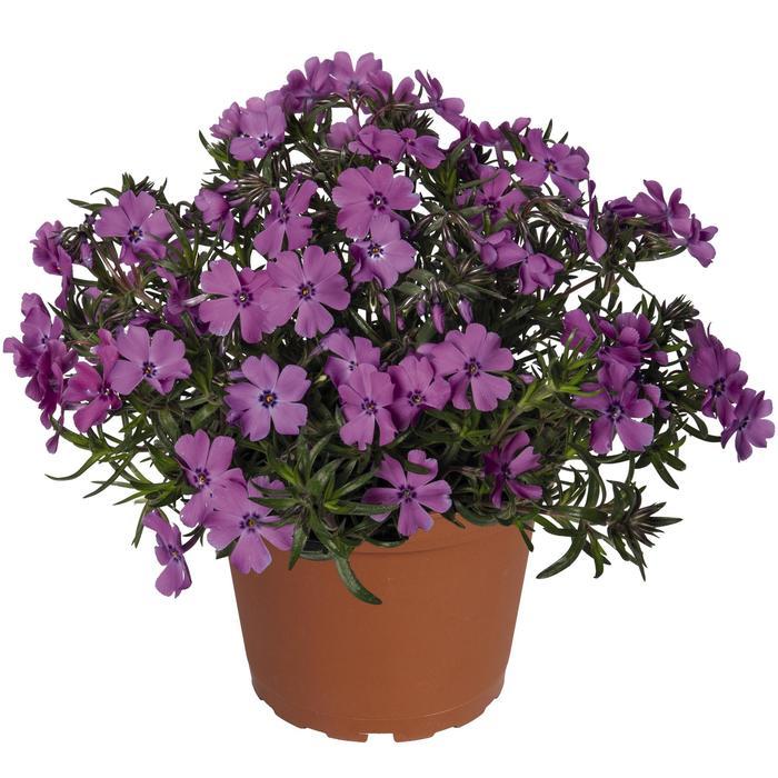 Phlox Spring® Purple