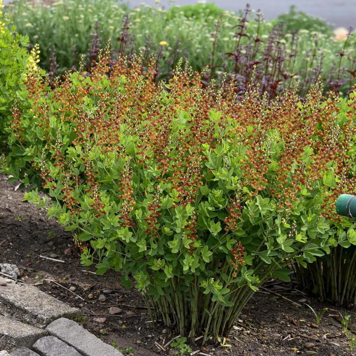 Baptisia Decadence® Cherries Jubilee PP23907