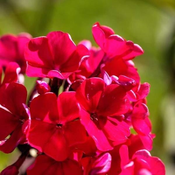 Phlox paniculata Bambini® Cherry Crush