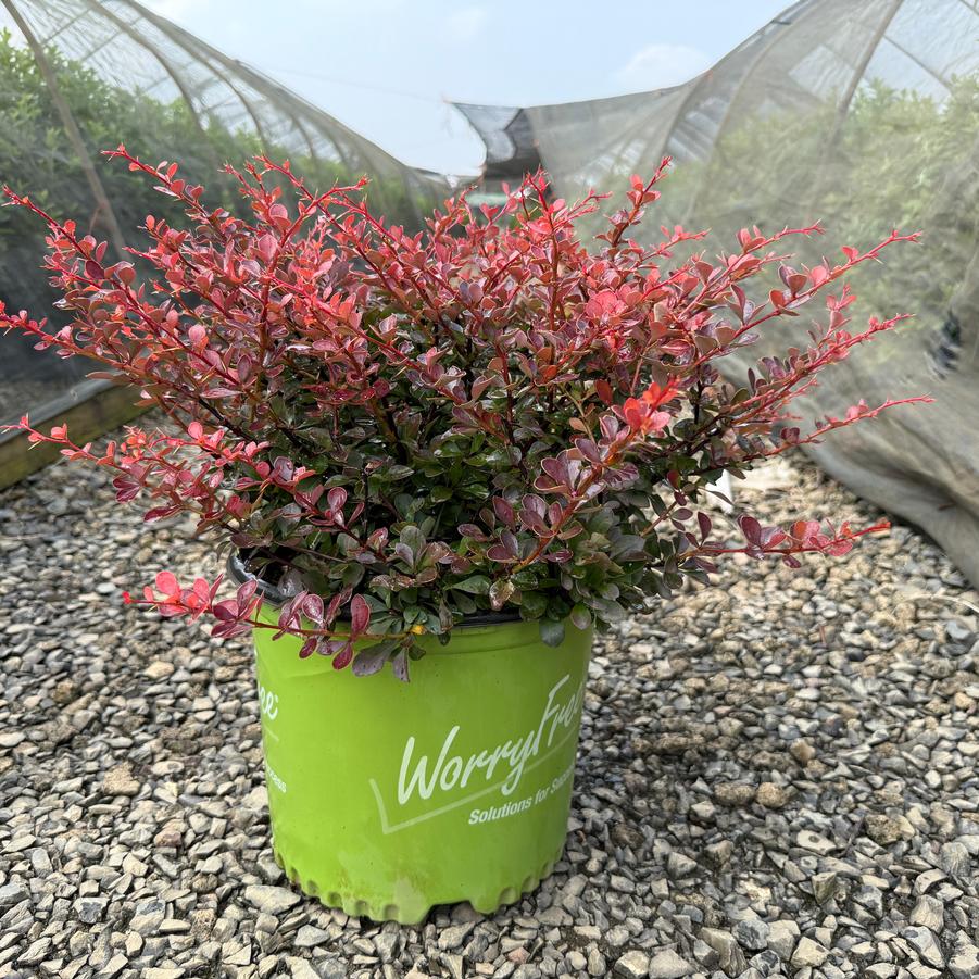 Berberis WorryFree® Crimson Cutie®