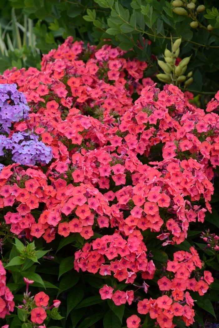 Phlox paniculata Flame® Coral