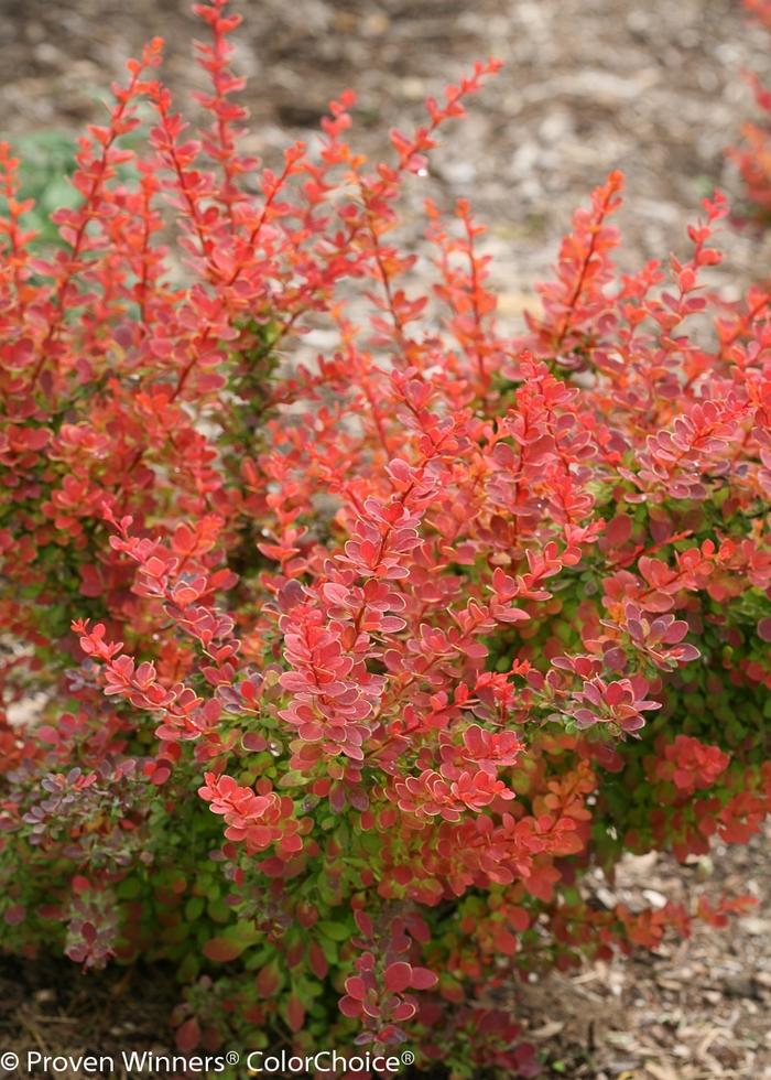 Berberis thunbergii Sunjoy® Tangelo
