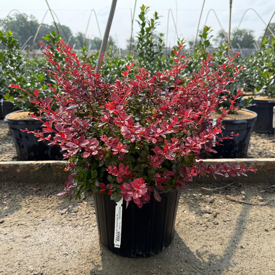 Berberis thunbergii var. atro. Crimson Pygmy