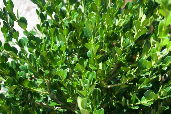 Buxus Winter Gem