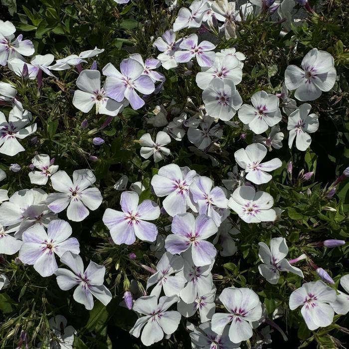 Phlox paniculata Flame® Light Blue
